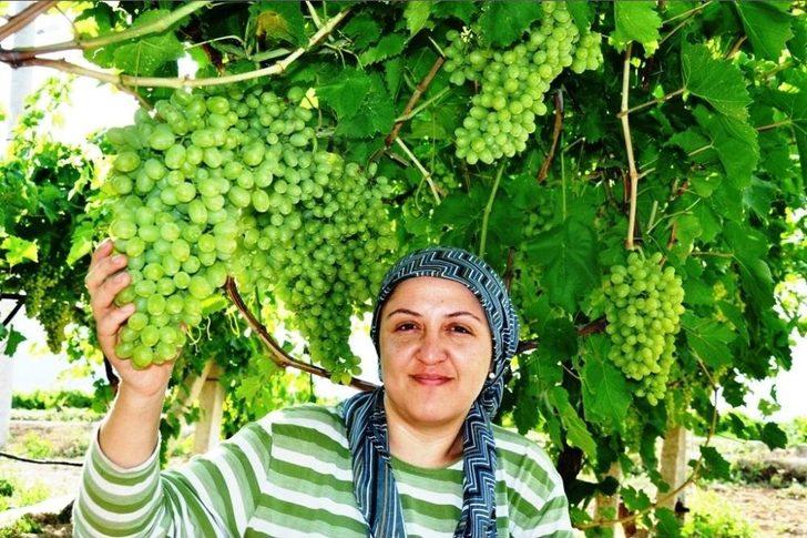 Üzümler Örtü Altına Girdi G4