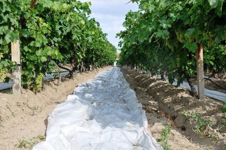 Üzümler Örtü Altına Girdi G5