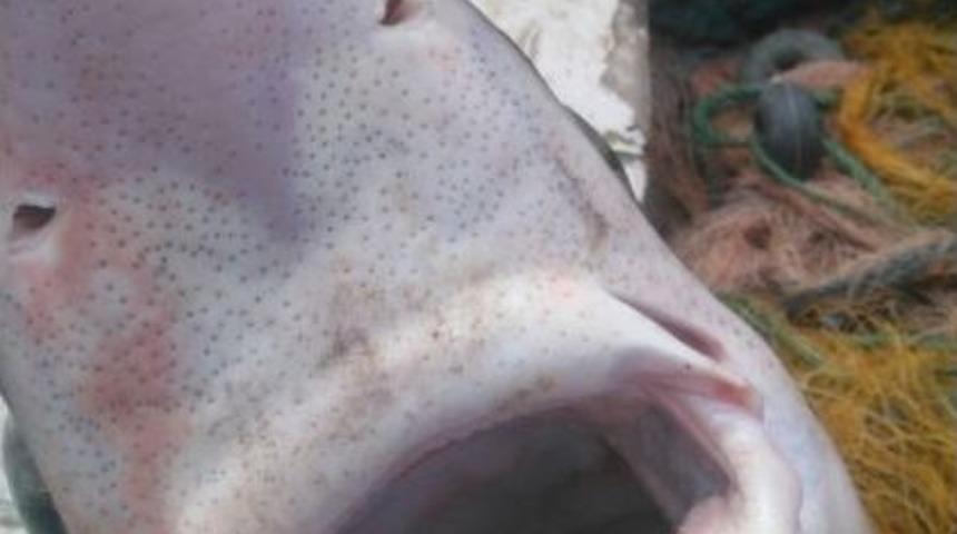 İstavrit İ&ccedil;in &Ccedil;ıktıkları Balık Avında K&ouml;pekbalığı Yakaladılar