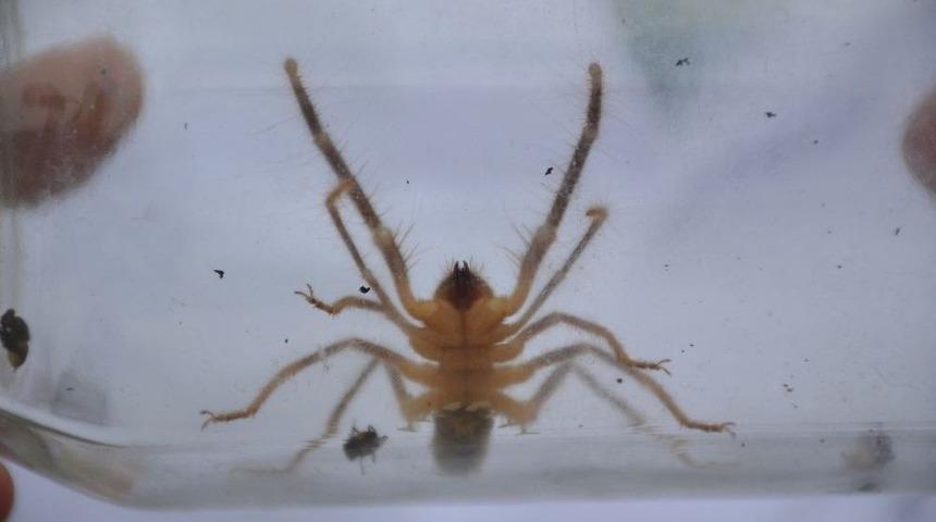 Bu &Ouml;r&uuml;mcek Y&uuml;z&uuml;nden Koca Bir İl Tedirgin