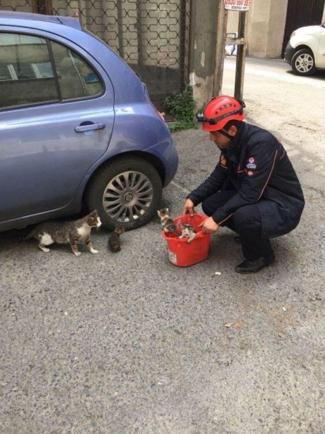 Boşluktan Bodruma Düşen Kedi Yavrularının İmdadına İtfaiye Ekipleri Yetişti