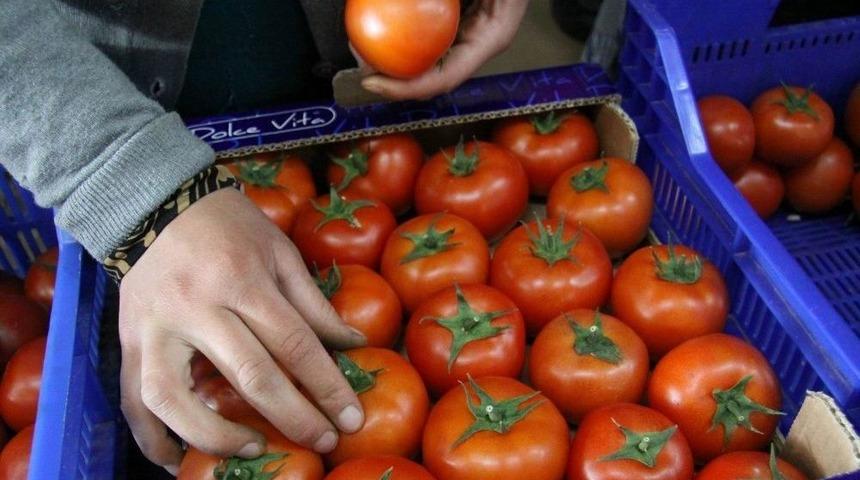 Antalya&rsquo;da İhracat&ccedil;ıda Buruk Domates Sevinci