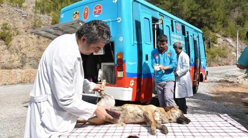 Mobil Kısırlaştırma Aracı Kırsalın Hizmetinde