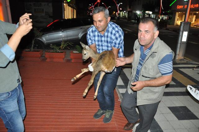 Karnına ağaç dalı saplanan karaca tedaviye alındı