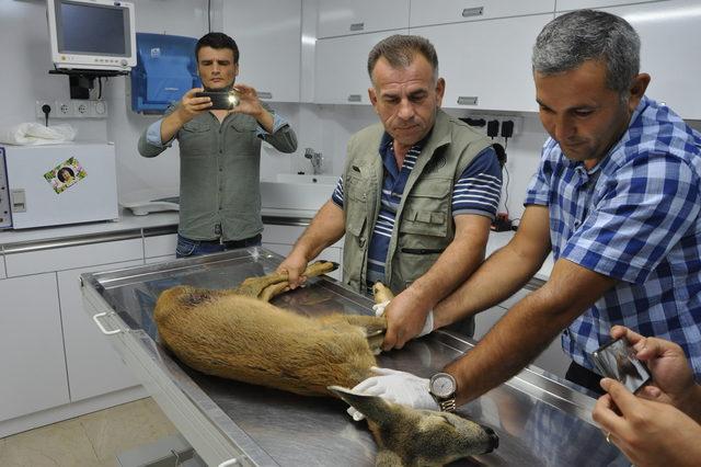 Karnına ağaç dalı saplanan karaca tedaviye alındı