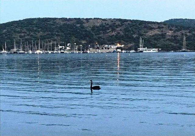 Siyah Kuğu Bodrum’u Ayağa Kaldırdı