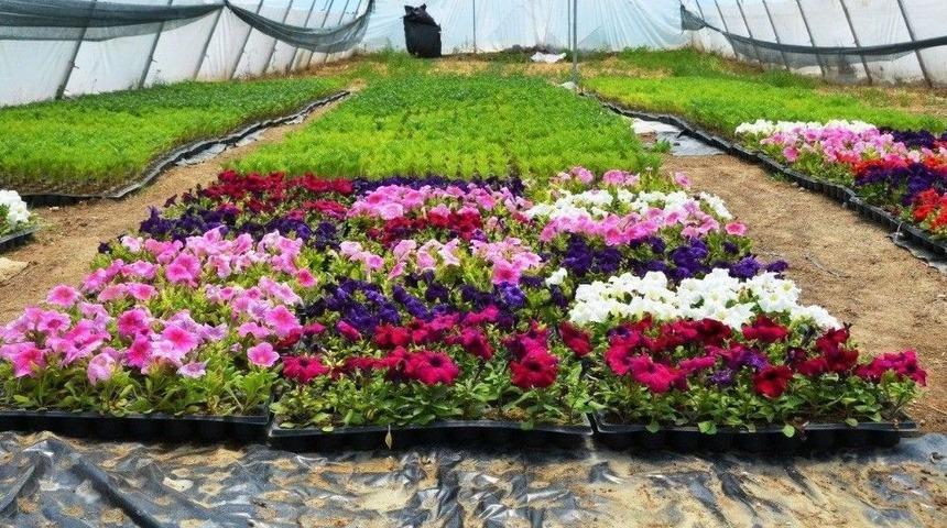 Erciş&rsquo;te Caddeler &Ccedil;i&ccedil;ek A&ccedil;tı