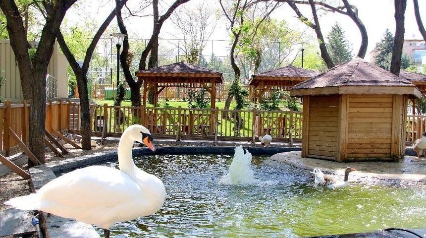 Kuğulara Ve &Ouml;rdeklere Sağlık Taraması