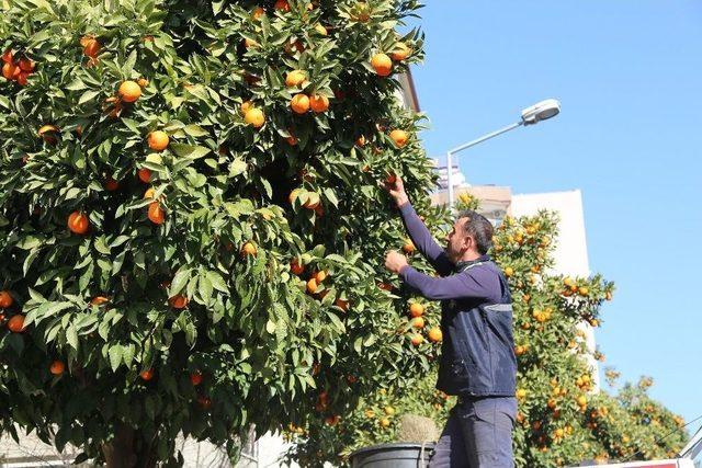 Efeler Sokaklarının Simgesi Turunçlara Temiz Raporu