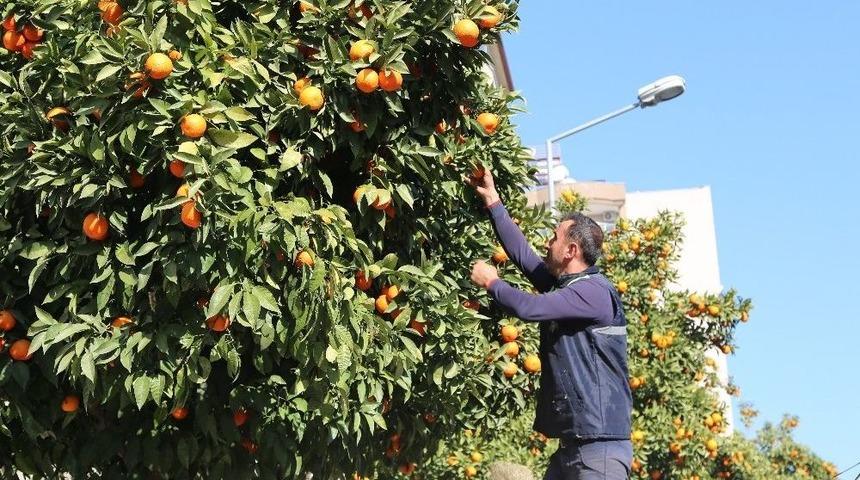 Efeler Sokaklarının Simgesi Turun&ccedil;lara Temiz Raporu