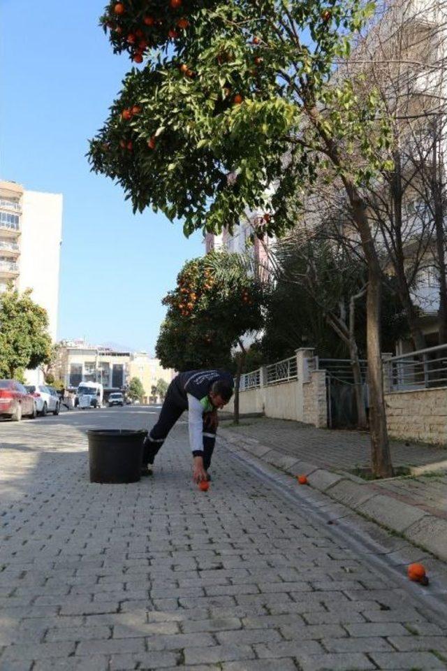 Efeler Sokaklarının Simgesi Turunçlara Temiz Raporu