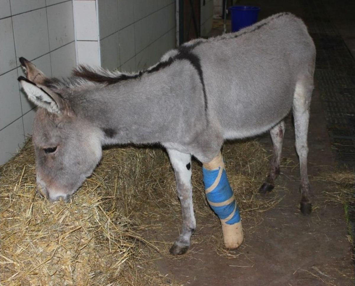 (&ouml;zel) D&uuml;nyada İlk Defa Bir Eşek Hastası Kendi Kanı İle Tedavi Edildi