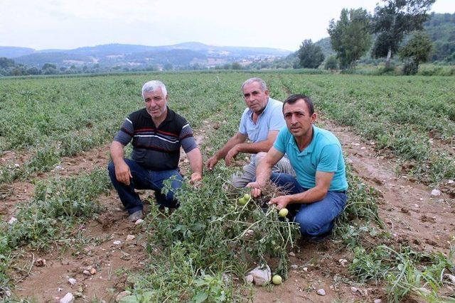 Bursa’da 30 Bin Dönüm Arazi Doludan Zarar Gördü