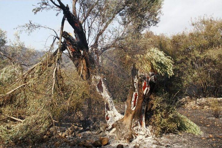 Yangın, Tarım Arazisinde Başlayıp Ormana Sıçradı G3