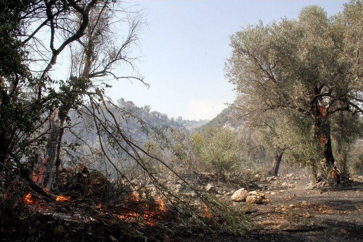 Yangın, Tarım Arazisinde Başlayıp Ormana Sıçradı G4