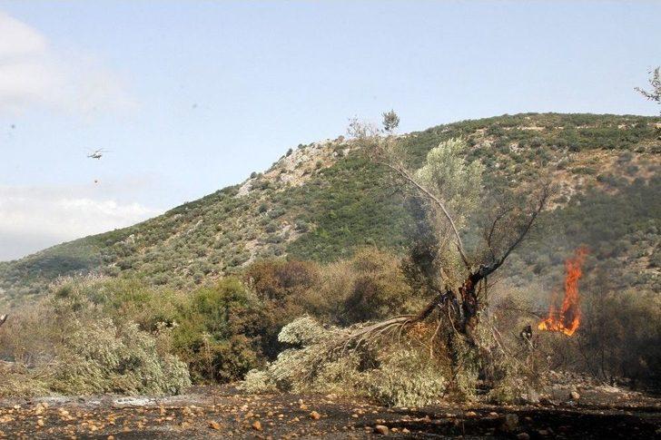 Yangın, Tarım Arazisinde Başlayıp Ormana Sıçradı G5