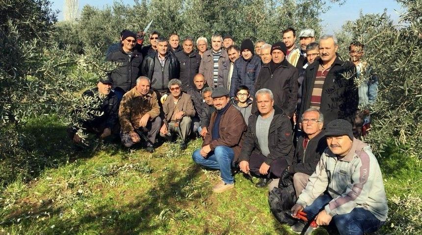 Dokuz Mahallede Zeytin Budama Eğitimi