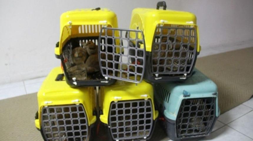 Bağırtlak Kuşu Ka&ccedil;ak&ccedil;ılığından G&ouml;zaltına Alındı