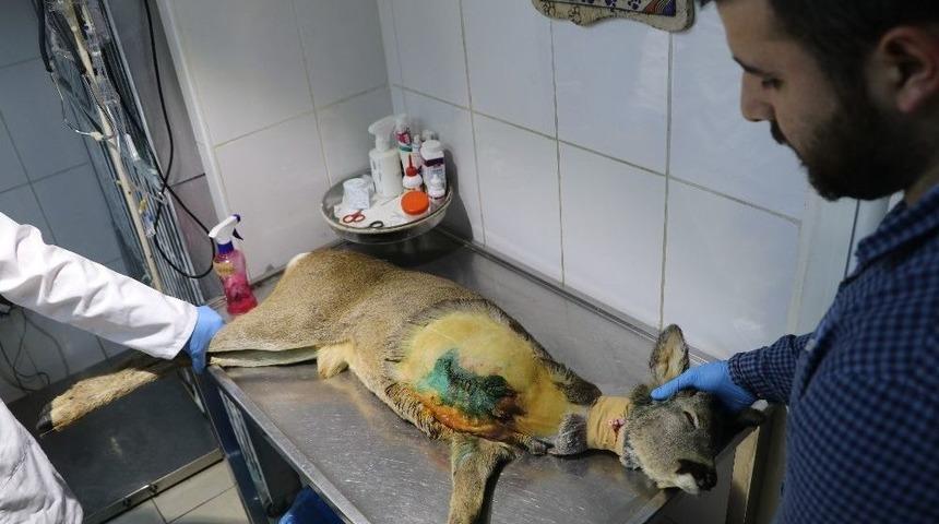 Hayatını 3 Ayaklı S&uuml;rd&uuml;rmek Zorunda Kalacak