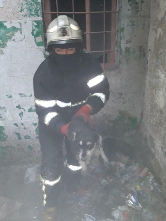İtfaiye Ekipleri Yavru Köpeği Alevlerin Arasından Kurtardı