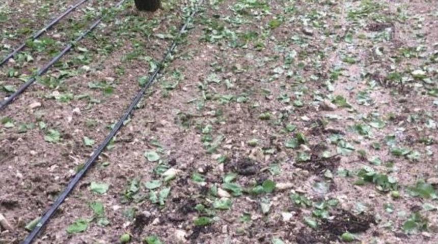 Korkuteli İl&ccedil;esinde Dolu Meyve Bah&ccedil;elerini Vurdu