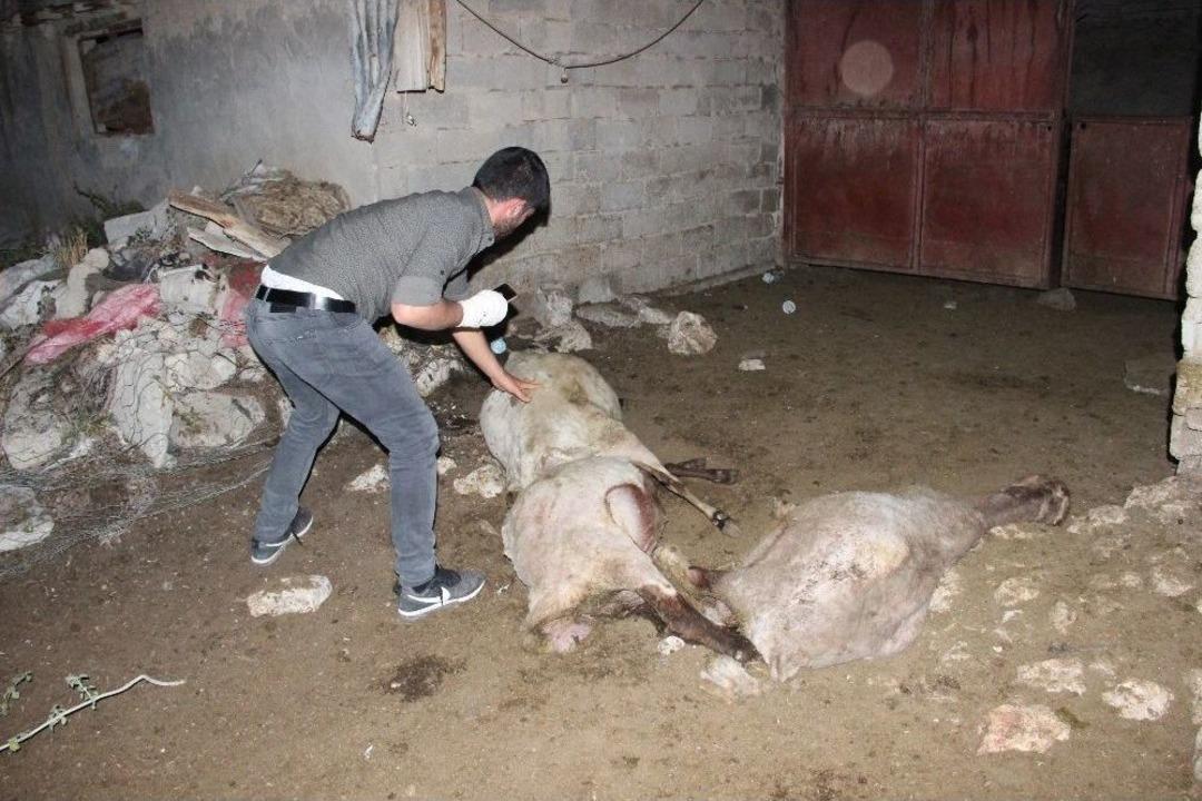 Ağıldaki Koyunlara Saldıran Sokak K&ouml;pekleri 3 Koyunu Telef Etti