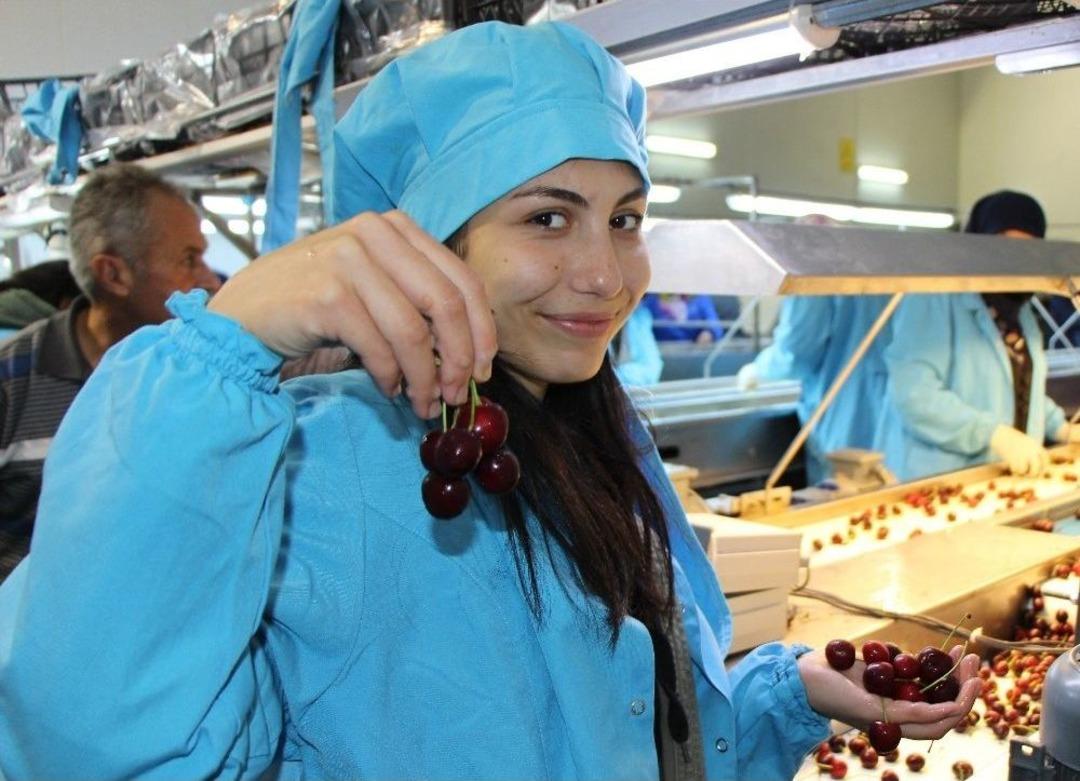 D&uuml;nya Kupası&rsquo;na T&uuml;rk Kirazı