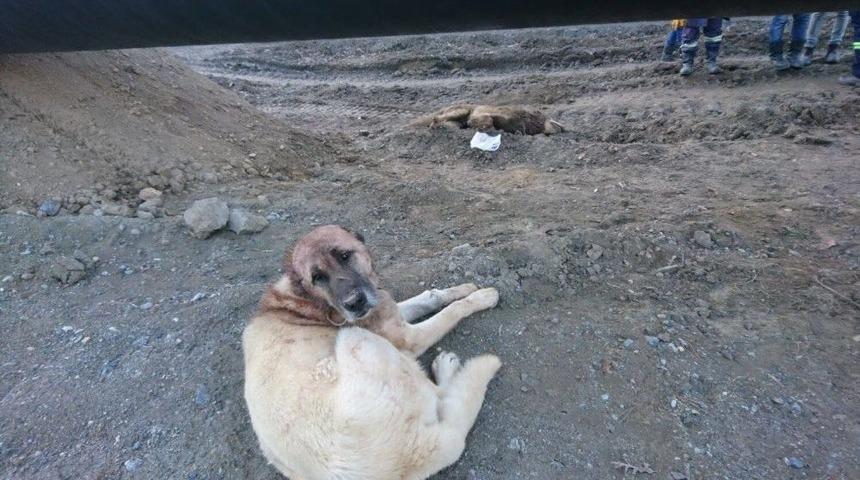 K&ouml;ye İnen Kurtları Karabaş &Ouml;ld&uuml;rd&uuml;