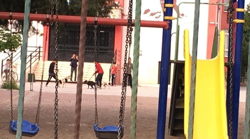 Okul Bah&ccedil;esinde K&ouml;pek D&ouml;v&uuml;ş&uuml;