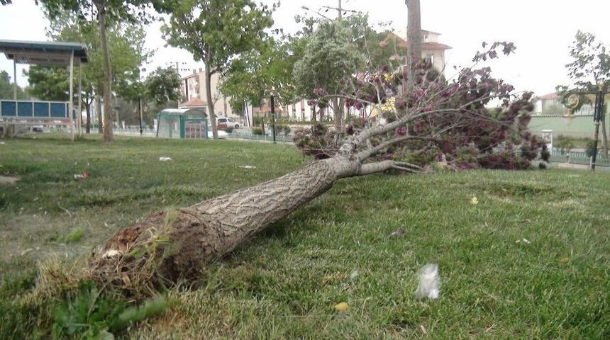 Ağa&ccedil;lar S&ouml;k&uuml;ld&uuml;, &Ccedil;&ouml;p Konteynerleri Savruldu