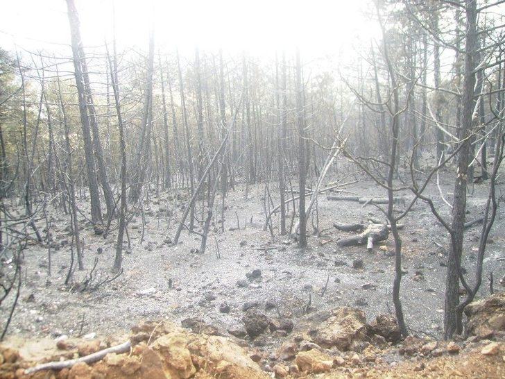 Dinamitlerin Küle Çevirdiği Orman Yeşermeye Başladı G1