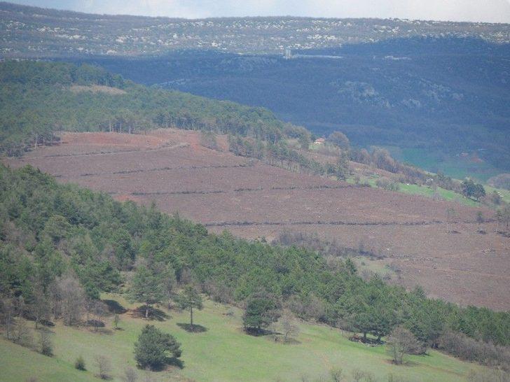 Dinamitlerin Küle Çevirdiği Orman Yeşermeye Başladı G2