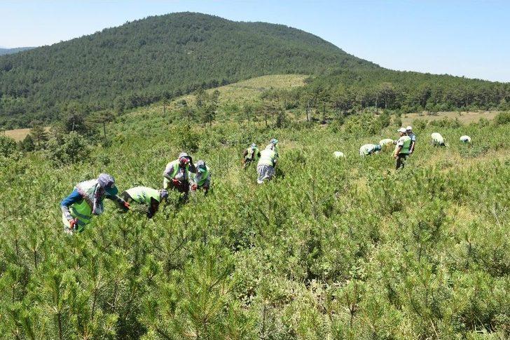 Dinamitlerin Küle Çevirdiği Orman Yeşermeye Başladı G3