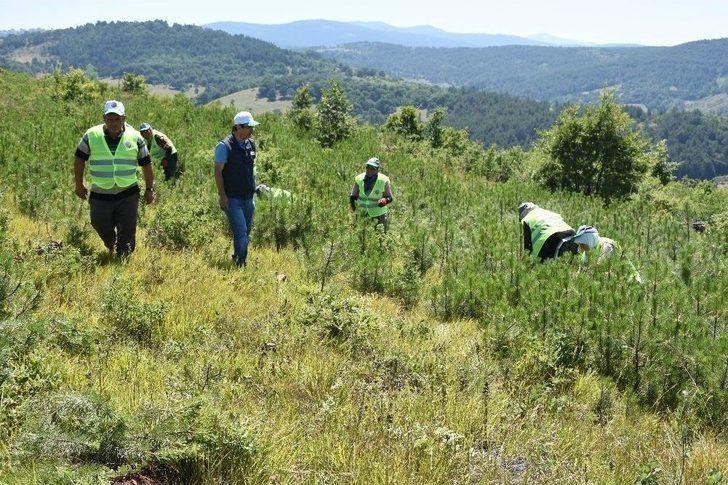 Dinamitlerin Küle Çevirdiği Orman Yeşermeye Başladı G4