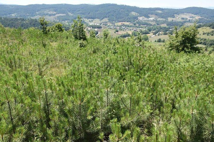 Dinamitlerin Küle Çevirdiği Orman Yeşermeye Başladı G5