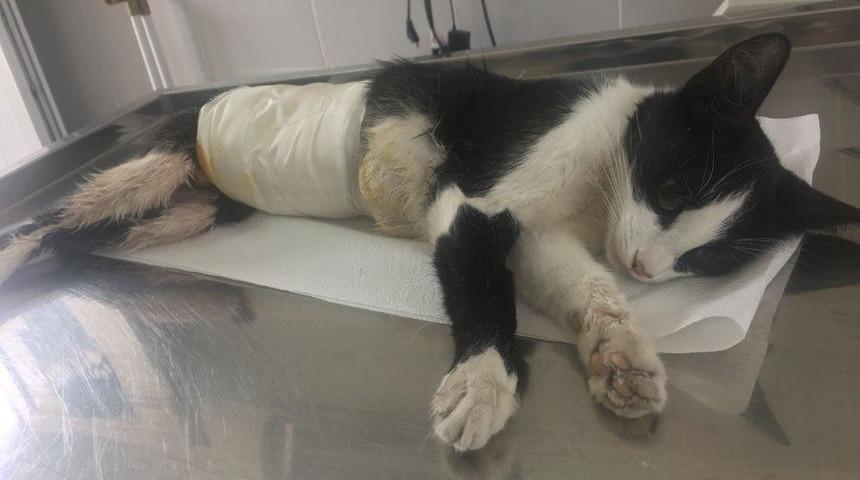 Normal Doğum Yapamayan İki Kediye Acil Operasyon