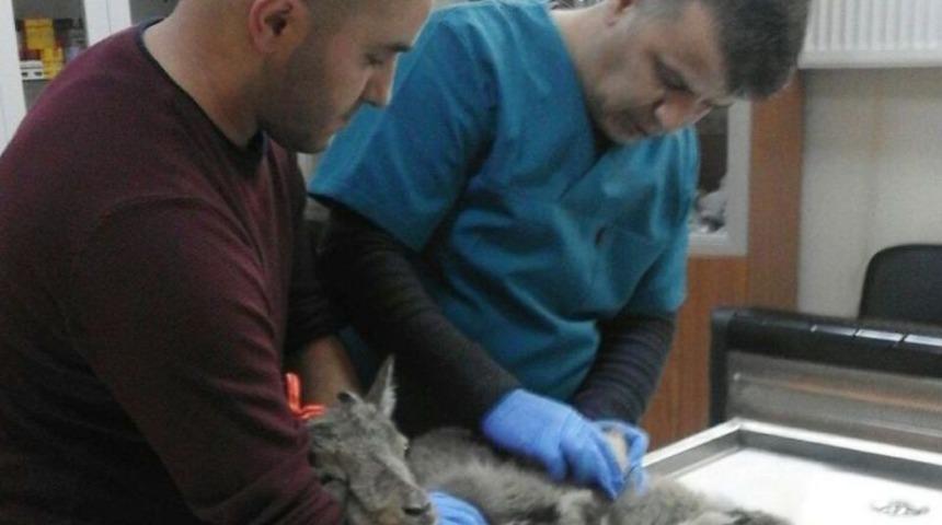 Yaralı Dağ Ke&ccedil;isi Tedavi Altına Alındı