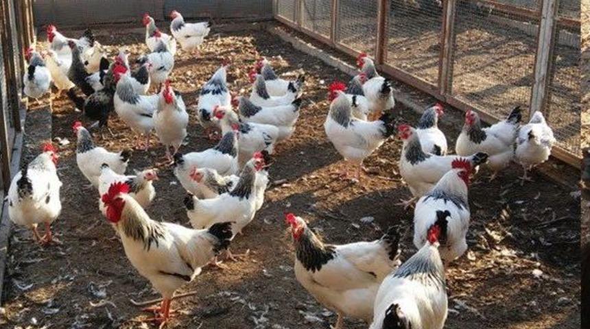 Üniversiteden Organik Tavuk Ve Yumurta