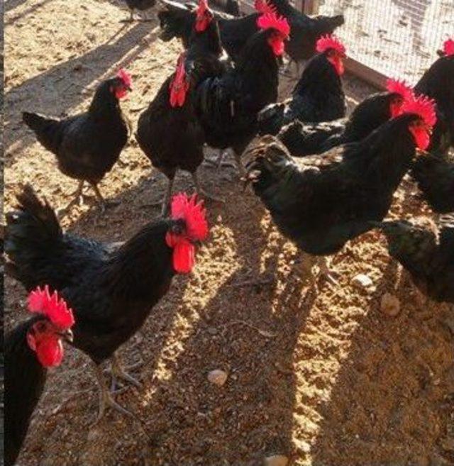 Üniversiteden Organik Tavuk Ve Yumurta 1