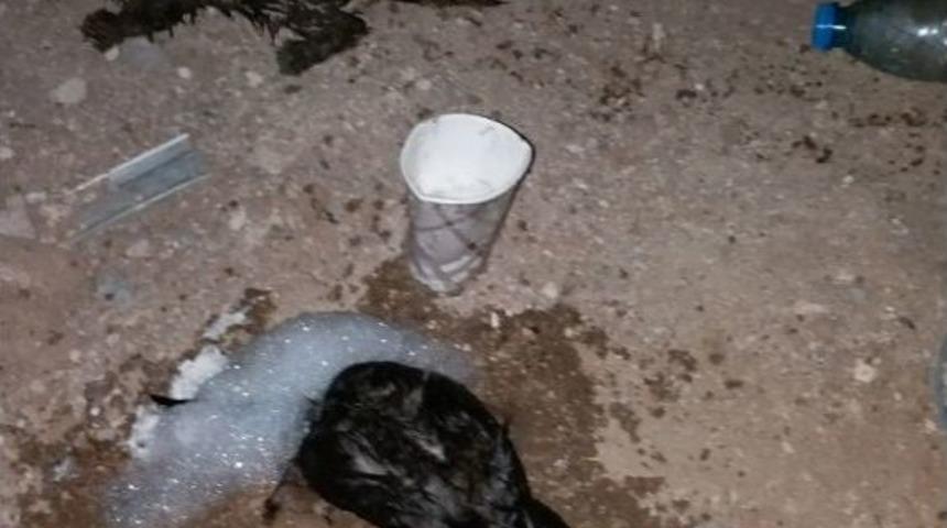 Yangında Mahsur Kalan Kedileri İtfaiye Ekipleri Kurtardı