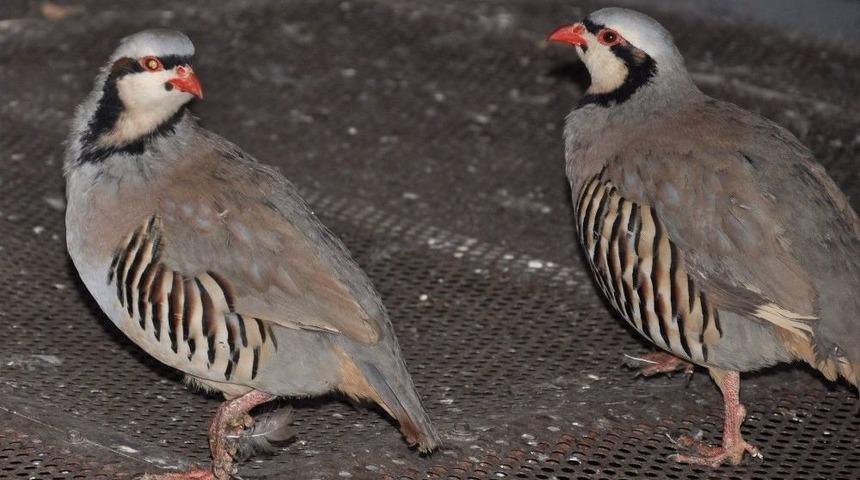 (özel Haber) Kekliklerin Nesli ’kurak Avcılığı’ Yüzünden Tükenebilir