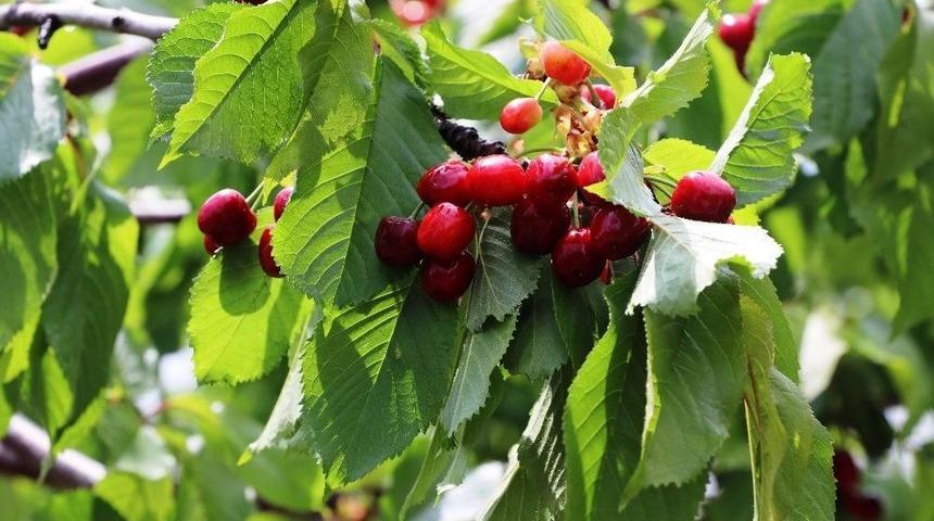 Yeşilyurt&rsquo;un Erkenci Kirazı Turfandada Hasat Başladı