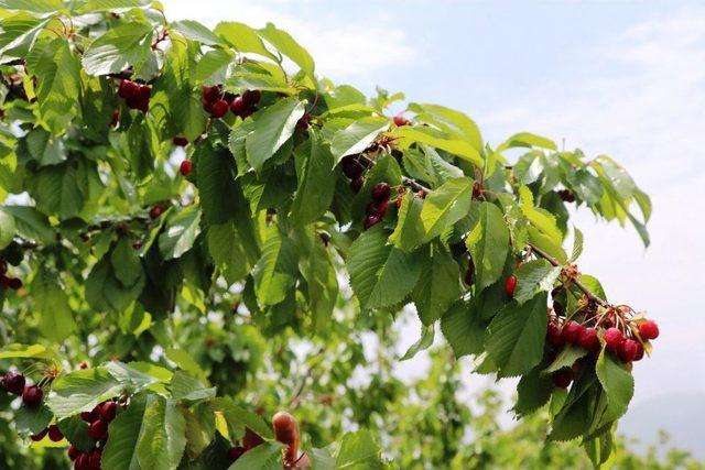 Yeşilyurt’un Erkenci Kirazı Turfandada Hasat Başladı