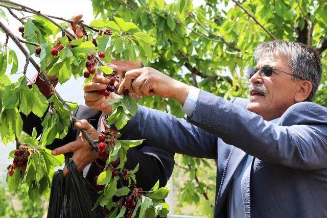 Yeşilyurt’un Erkenci Kirazı Turfandada Hasat Başladı