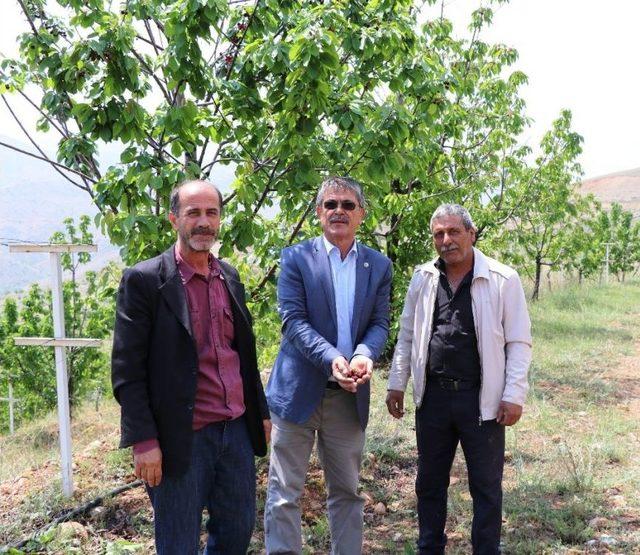 Yeşilyurt’un Erkenci Kirazı Turfandada Hasat Başladı