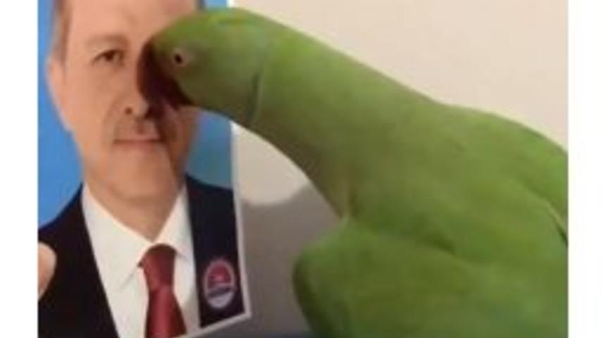 Cumhurbaşkanını Se&ccedil;en Papağan Sosyal Medyada Fenomen Oldu