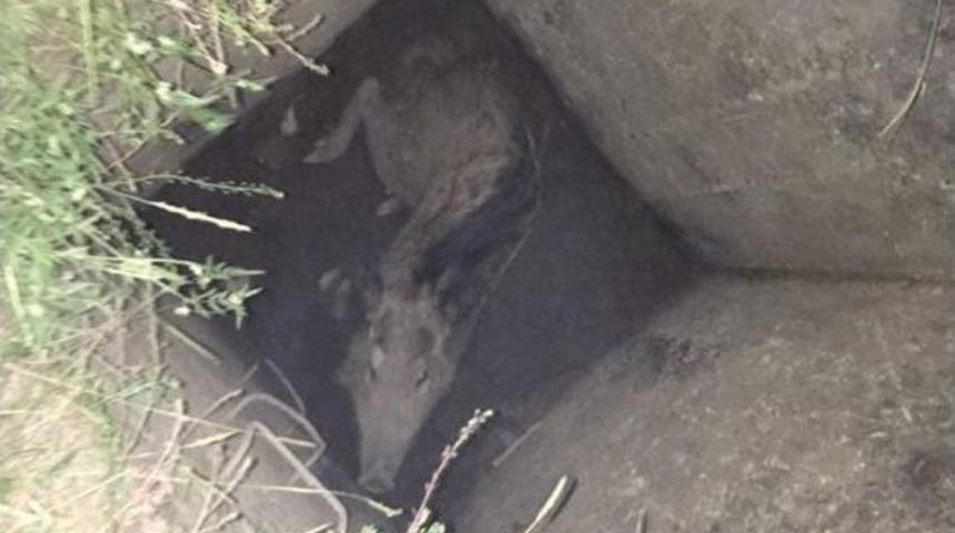 Kuyuya D&uuml;şen Domuzu İtfaiye Kurtardı