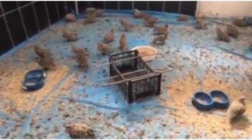 Kars’ta Tedavileri Tamamlanan Keklikler Doğaya Bırakılacak