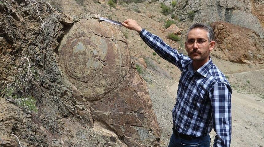 Salyangoz G&ouml;r&uuml;n&uuml;ml&uuml; Kaya