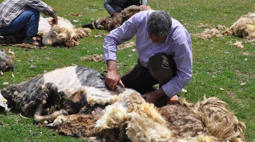 Muş&rsquo;ta Koyunlar Kırkılıyor